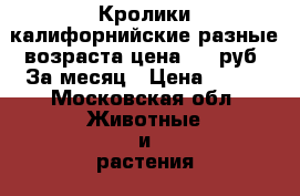 Кролики калифорнийские разные возраста цена 300 руб. За месяц › Цена ­ 300 - Московская обл. Животные и растения » Другие животные   